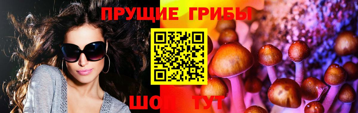 Галлюциногенные грибы Psilocybe Нижний Тагил